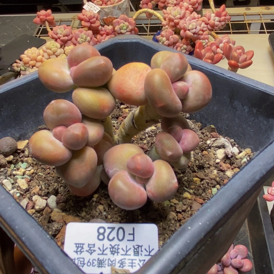 〆****票028芒果奶kk奶多肉7c m