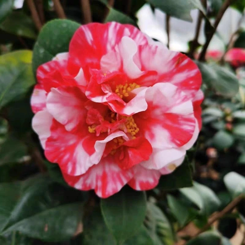花露珍花蝴蝶复色山茶花盆栽带花苞适合阳台庭院