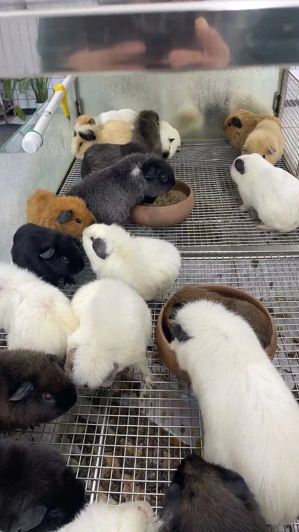宠物荷兰猪豚鼠单拍通拍包邮包健康