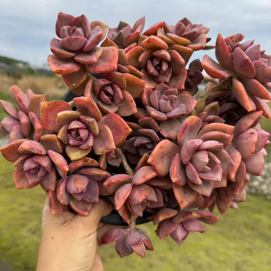 云漫多肉 盆栽彩虹糖 小个 多肉植物