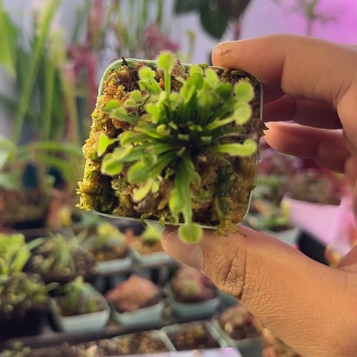 兔***么完全开放一物一拍茅膏菜