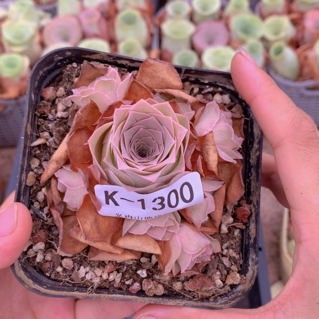 1300会掉侧芽不售后