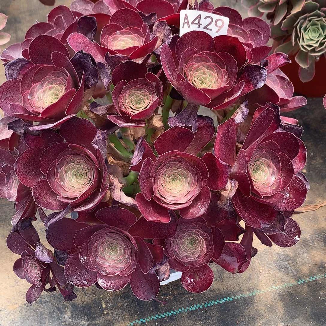 无花朵魅金法师图片多肉植物