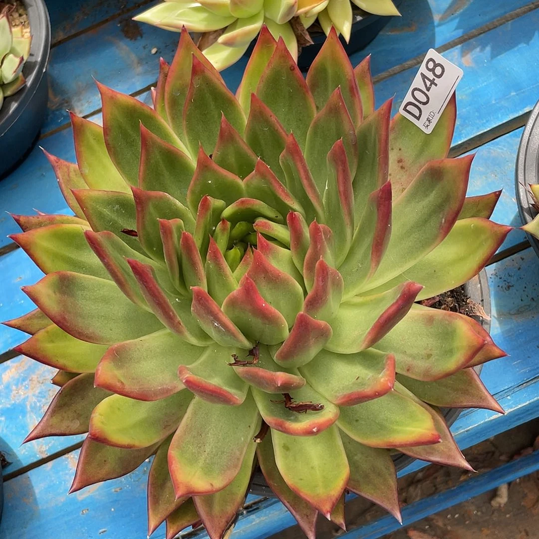 若如东云单拍D048