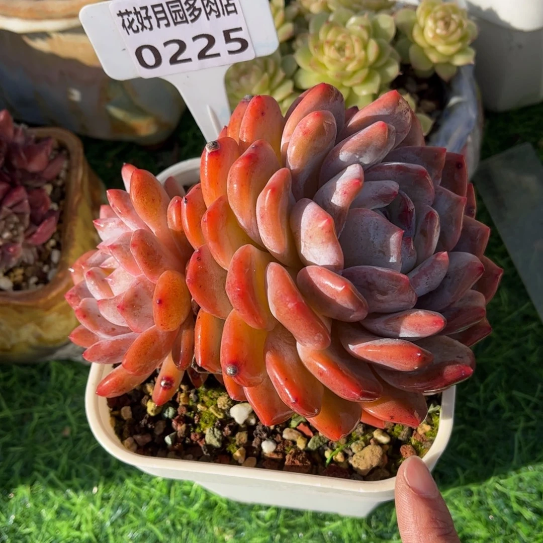 多肉植物0225 满30包邮