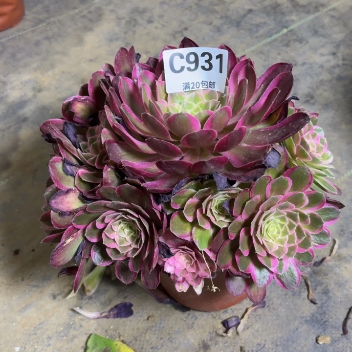 瑞妈多肉植物931