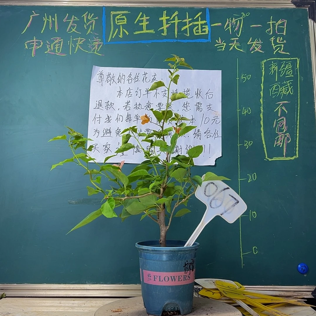 当前无花栽培后可以开花粗杆 柠檬橙067