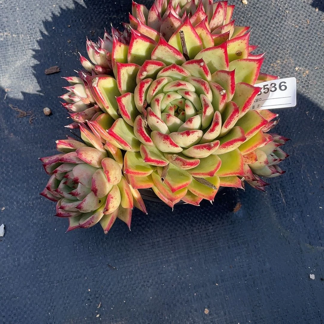 若如东云单拍B536