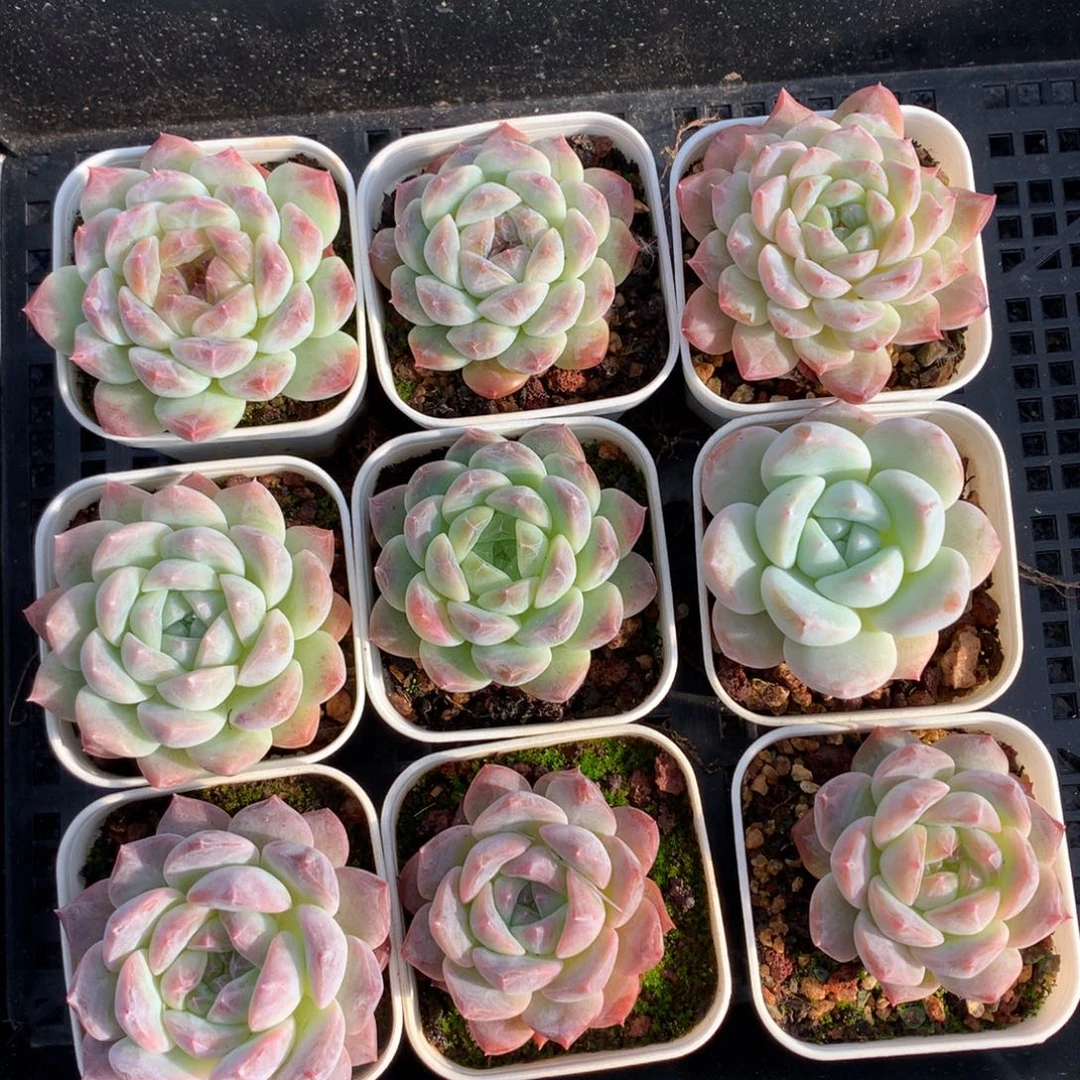 1113-20 套餐一组