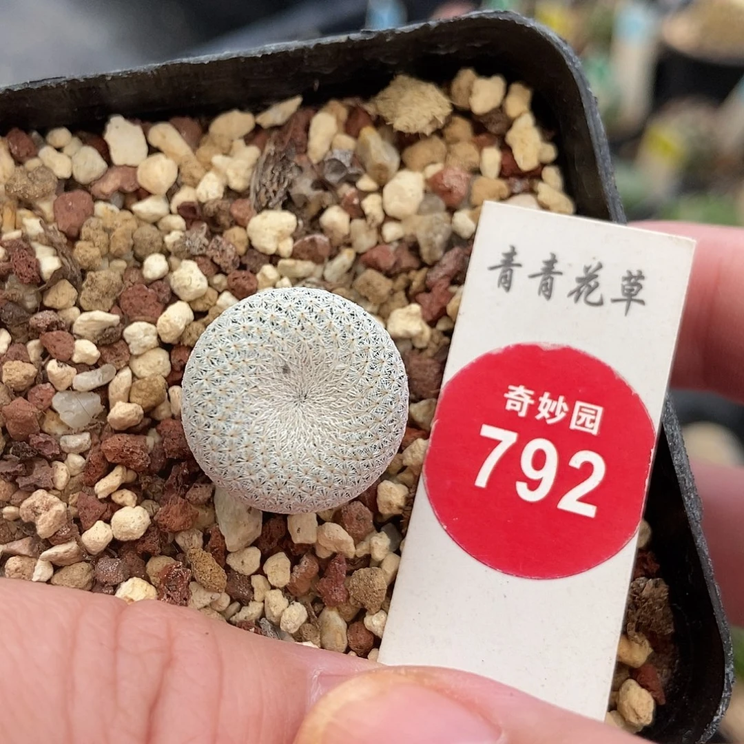 实生小人帽1.7cm一棵仙人球