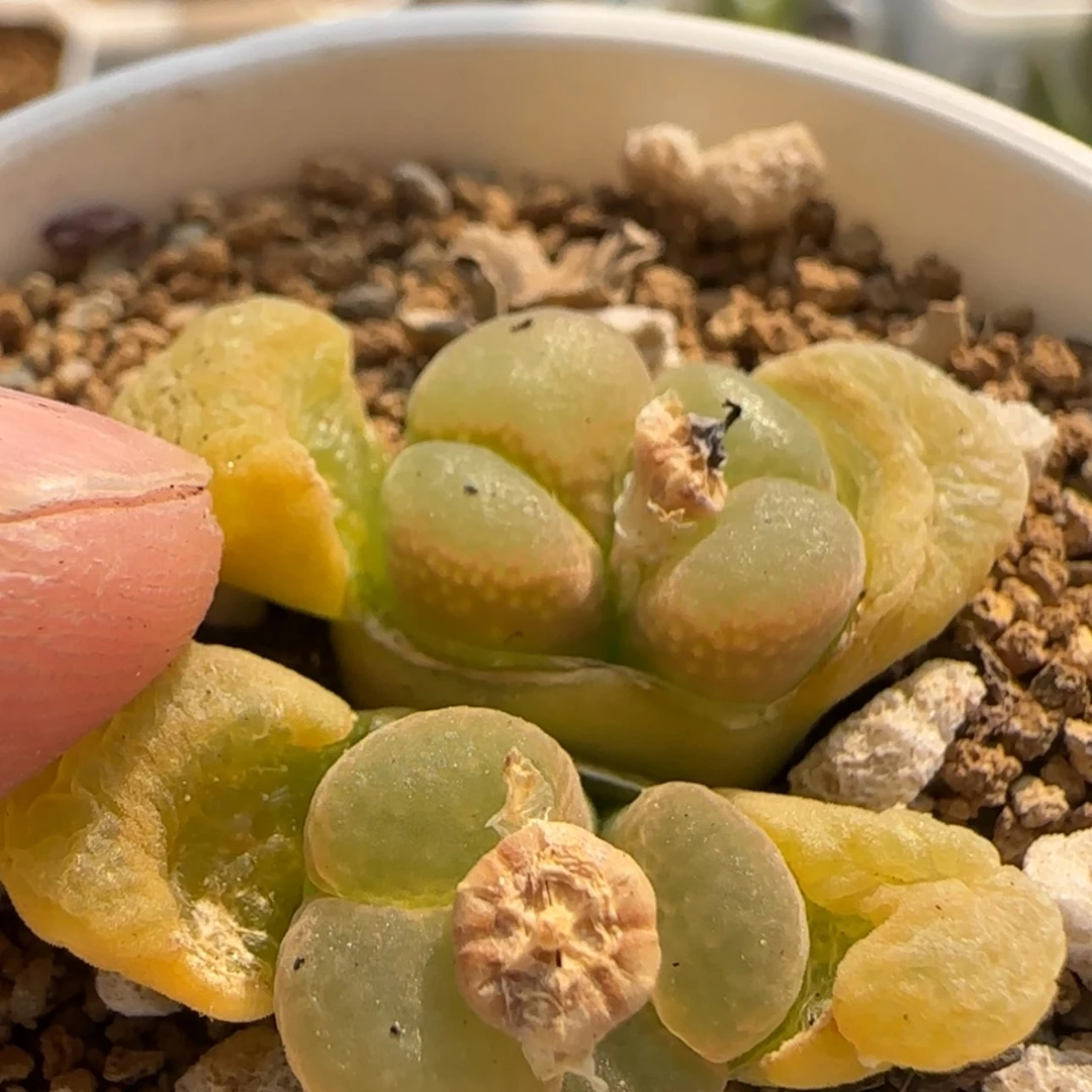 【闪购商品】胡*图8842