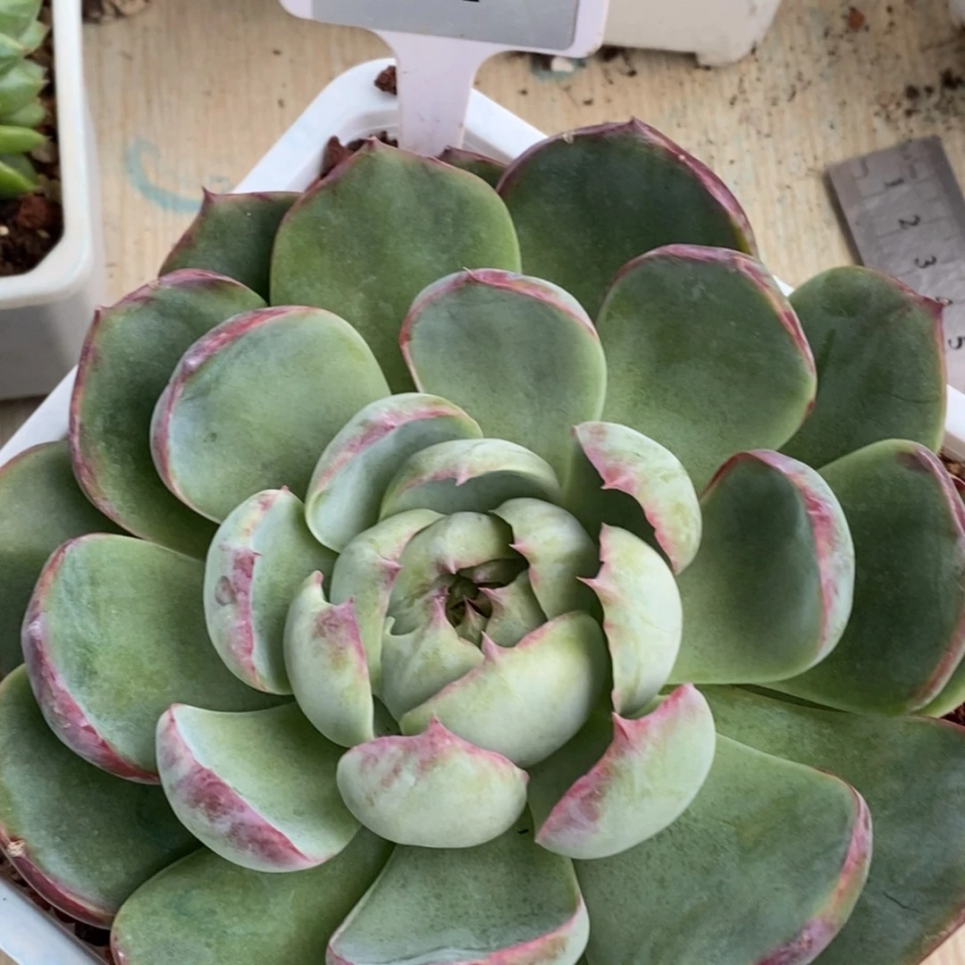 L051惊鸿仙子直播福利