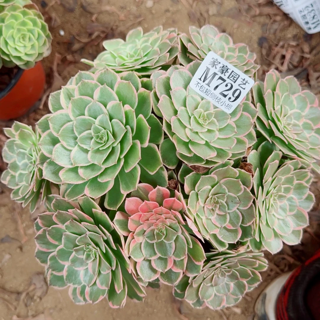 孔雀翎发师729冠幅28