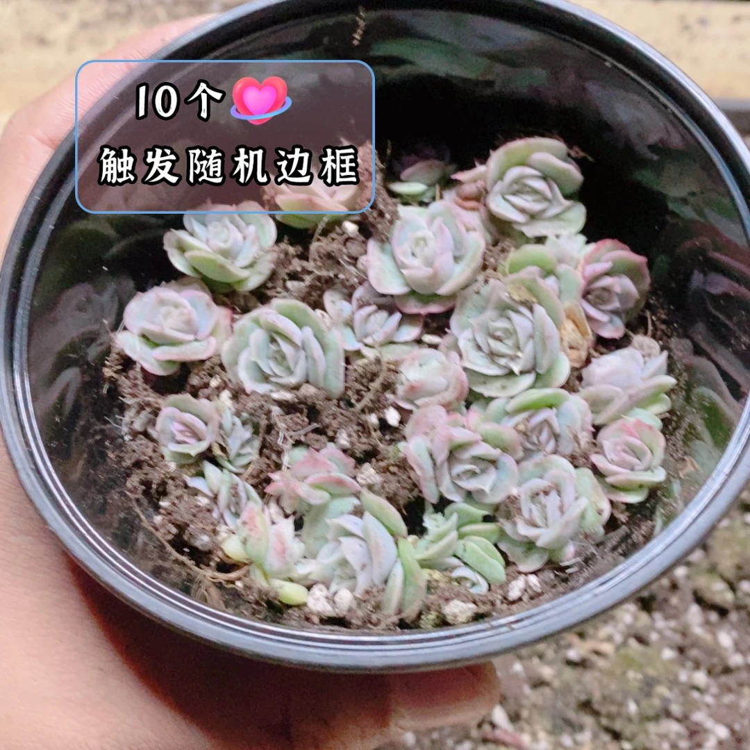 多肉植物精品切糕B625