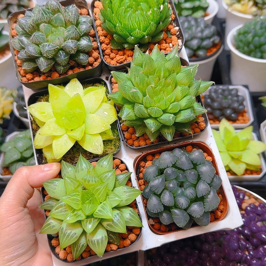 玉露六件套多肉，原盆