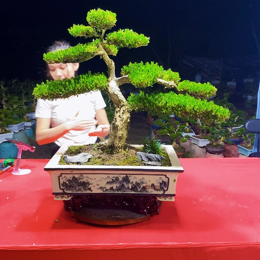 无花朵广东雀舌黄杨盆景