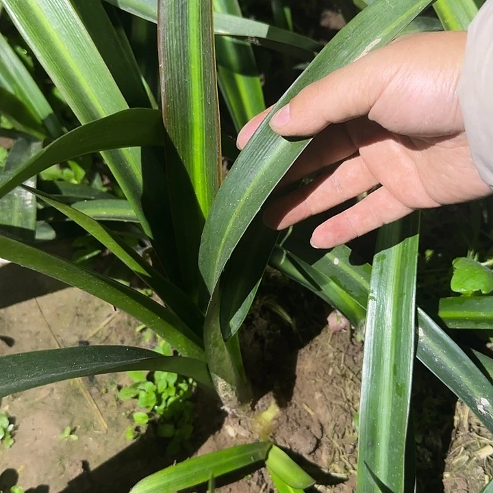 白肋杂交5.4带1侧 可寄养