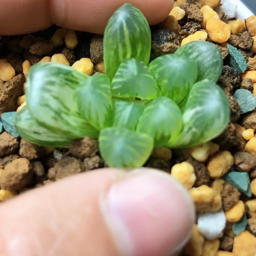 【闪购商品】张*145老川