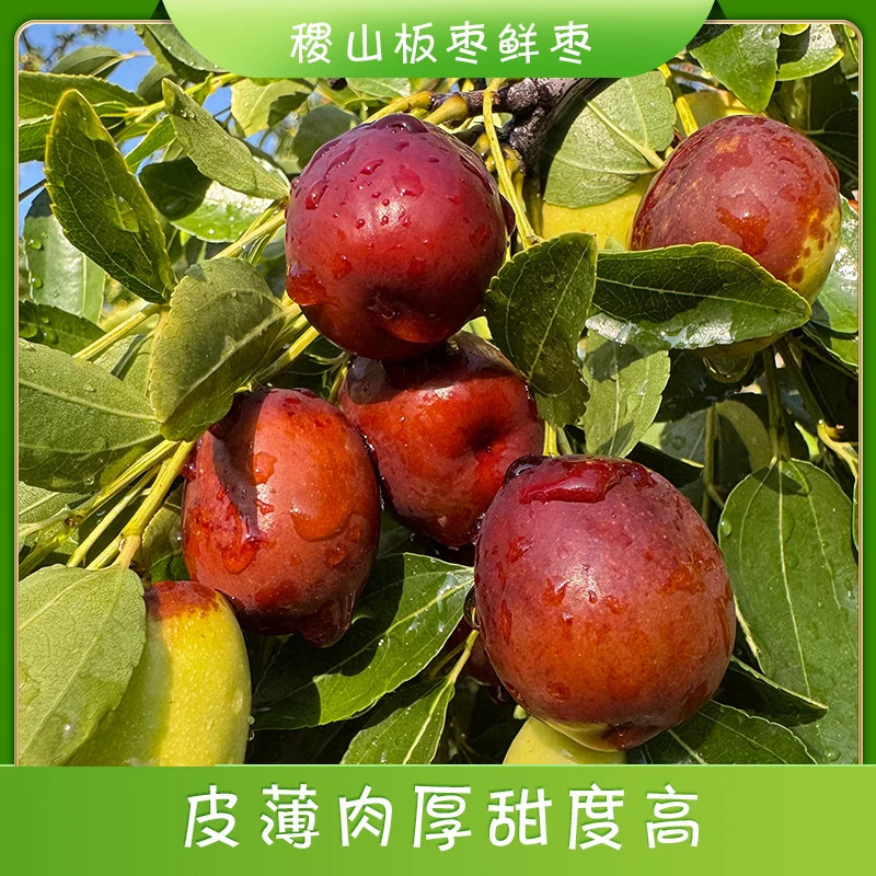 稷山板枣应季新鲜板枣鲜枣直接吃蒸着吃都好的水果