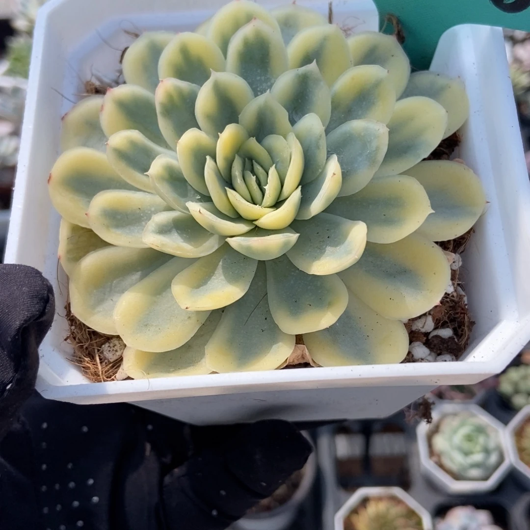 7028草莓冰锦多肉植物