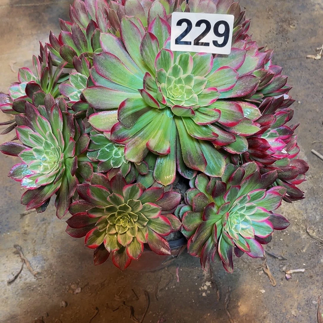 多肉法师229号莲花座发货不包损