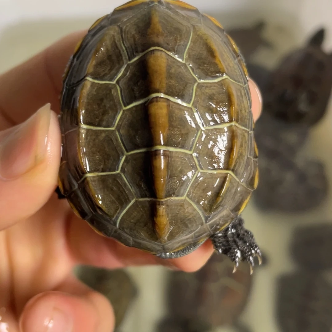 苏北金线冷水草龟