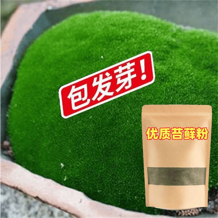 苔藓青苔植物种子吸水上水石盆栽假山盆铺面微景观孢子粉四季鲜活