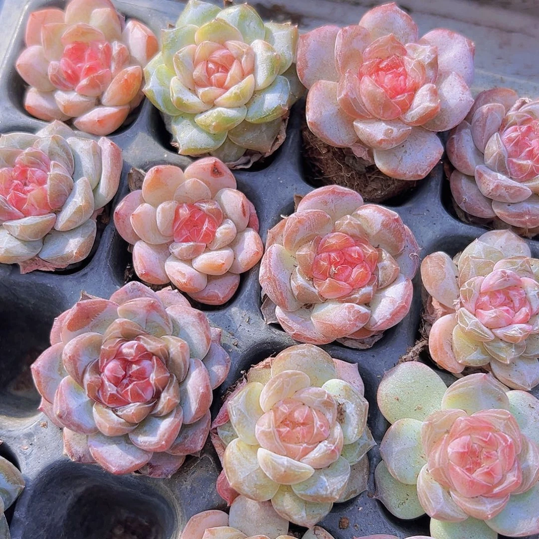 精品暗纹糖心冰魄3颗苗