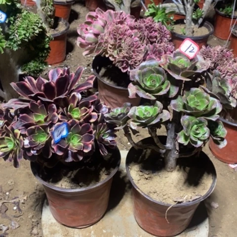 两颗法师一物一拍