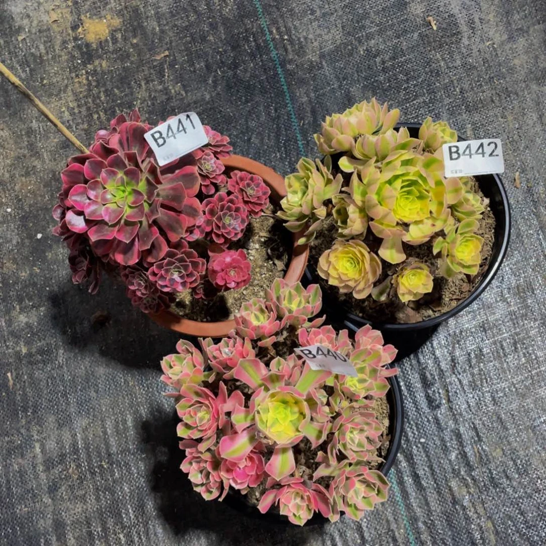 鎽***哥三颗多肉植物 441  442  440