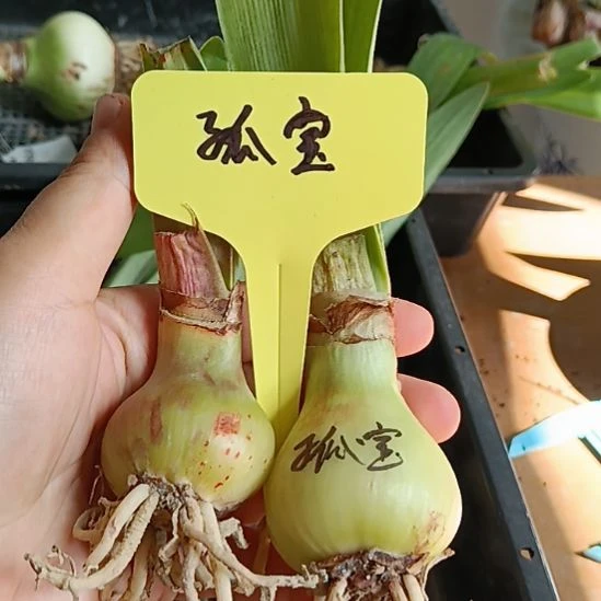 无花朵孤宝3+裸球发货