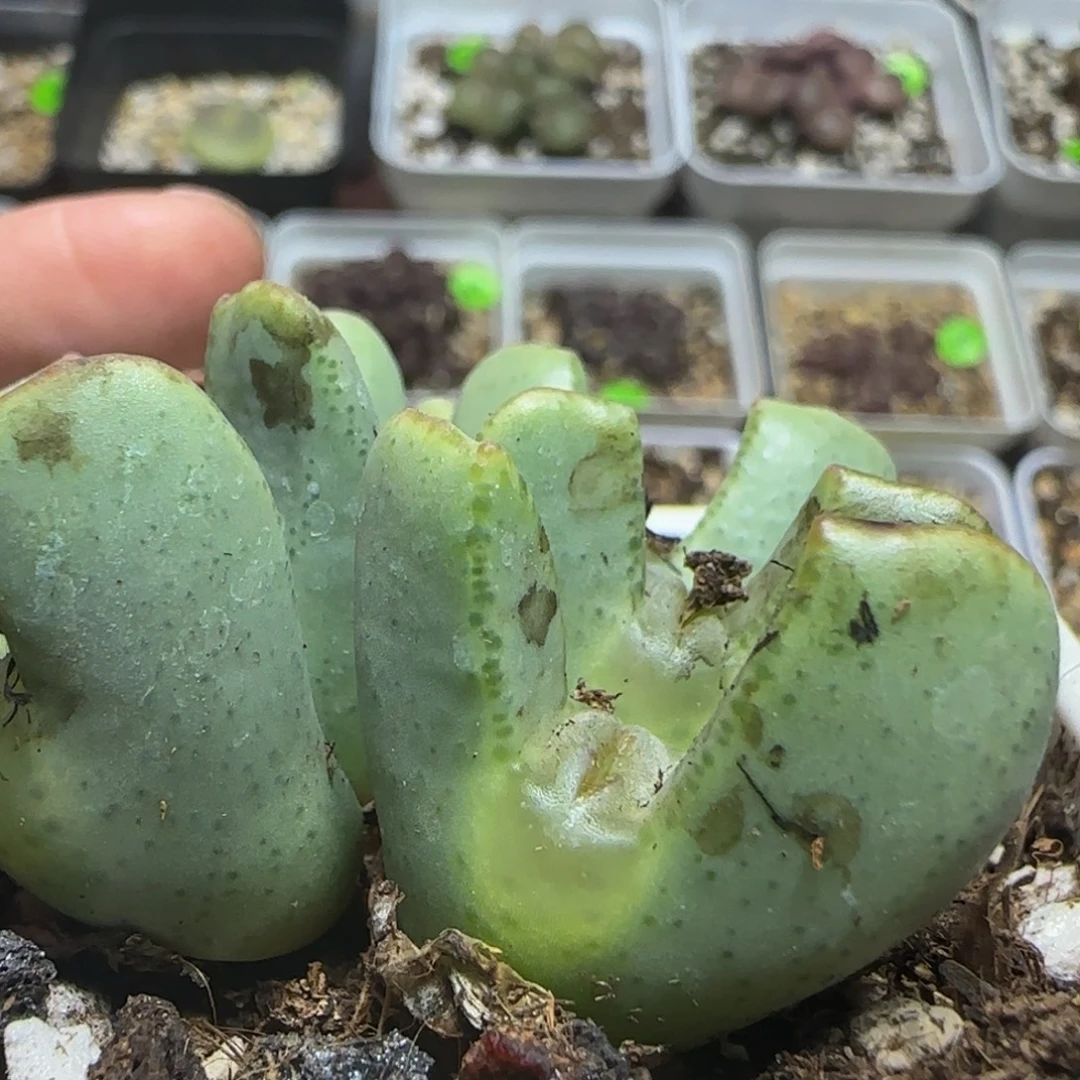 大眼睛嘟嘟嘴多肉植物54
