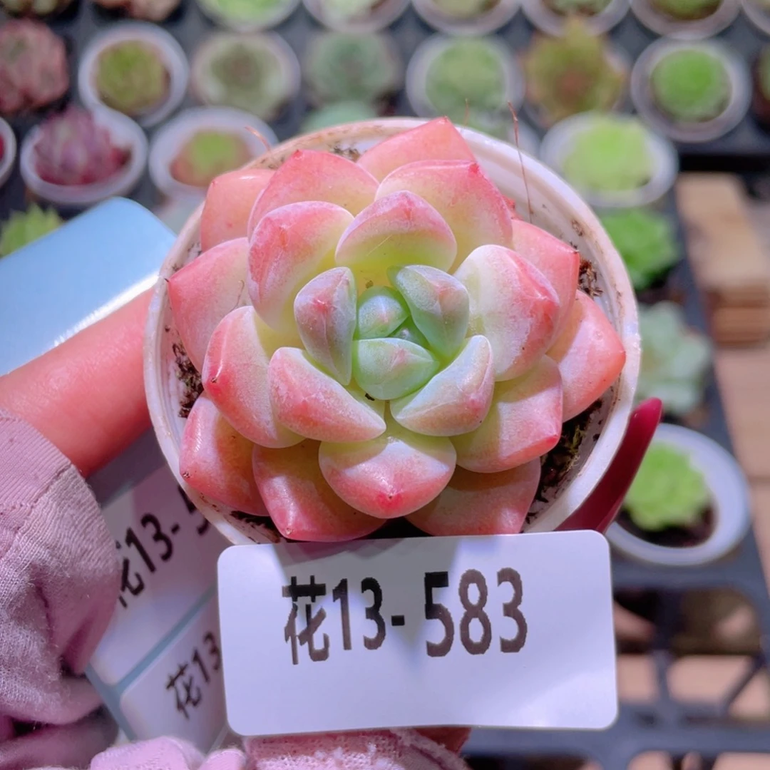 花利美13-583冰娃娃