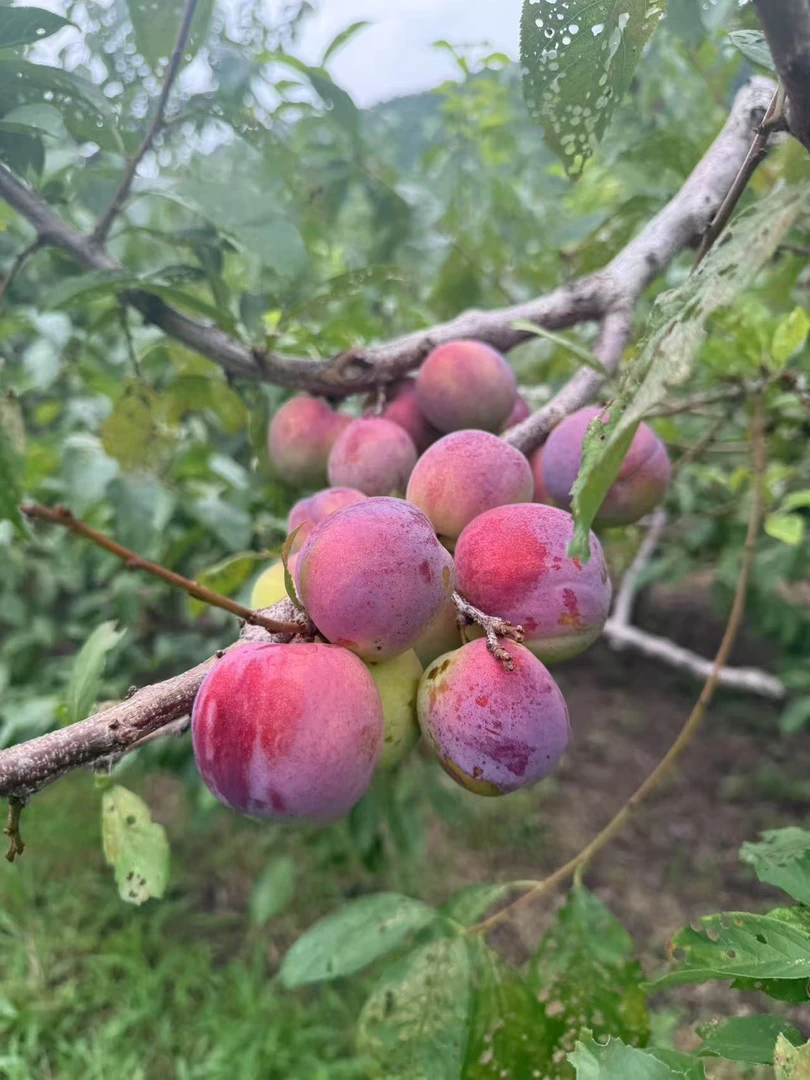 东北吉林干核李子  酸甜可口  现摘现发5斤顺丰包邮