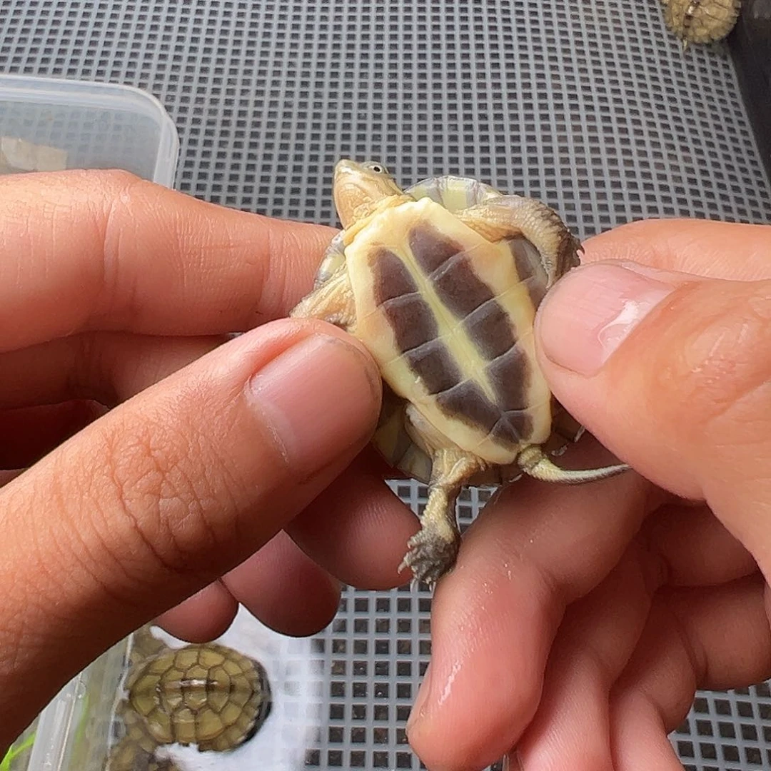 母绿毛龟长*殿6号 20