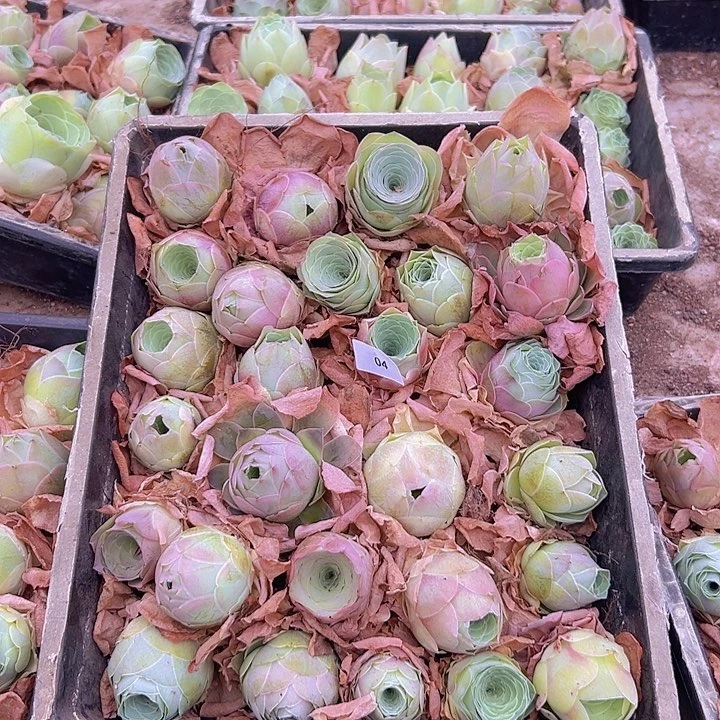 糯****¹山地玫瑰多肉植物山地04
