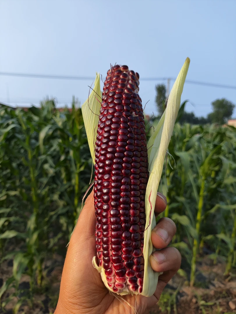 新鲜现摘非转基因黑糯玉米5斤（6-8根）