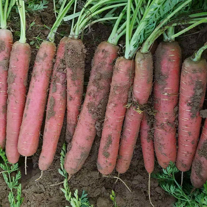 【坏果包赔】甘肃水果胡萝卜5斤装脆甜可口新鲜现挖【ZY】