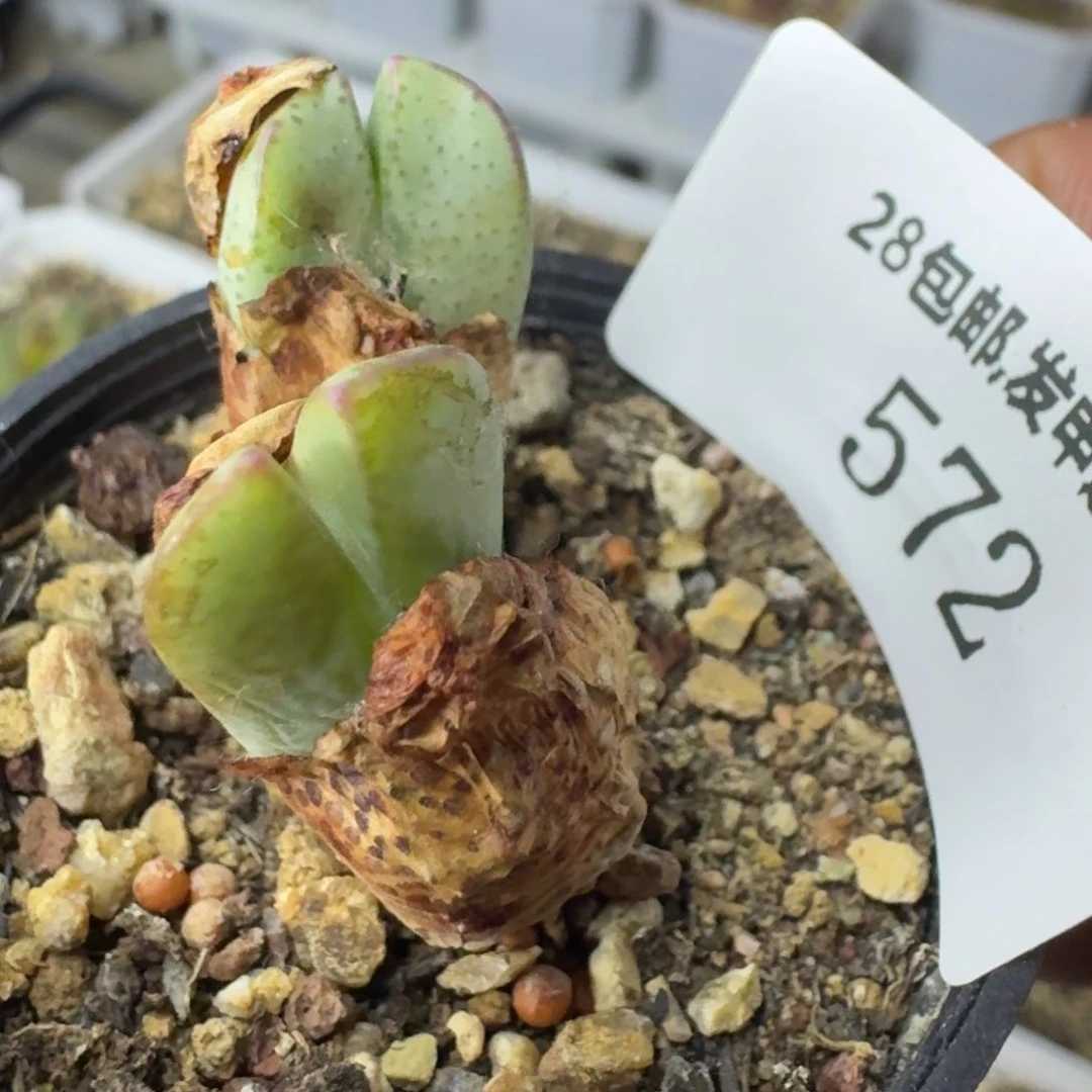 嗨*呦572。
