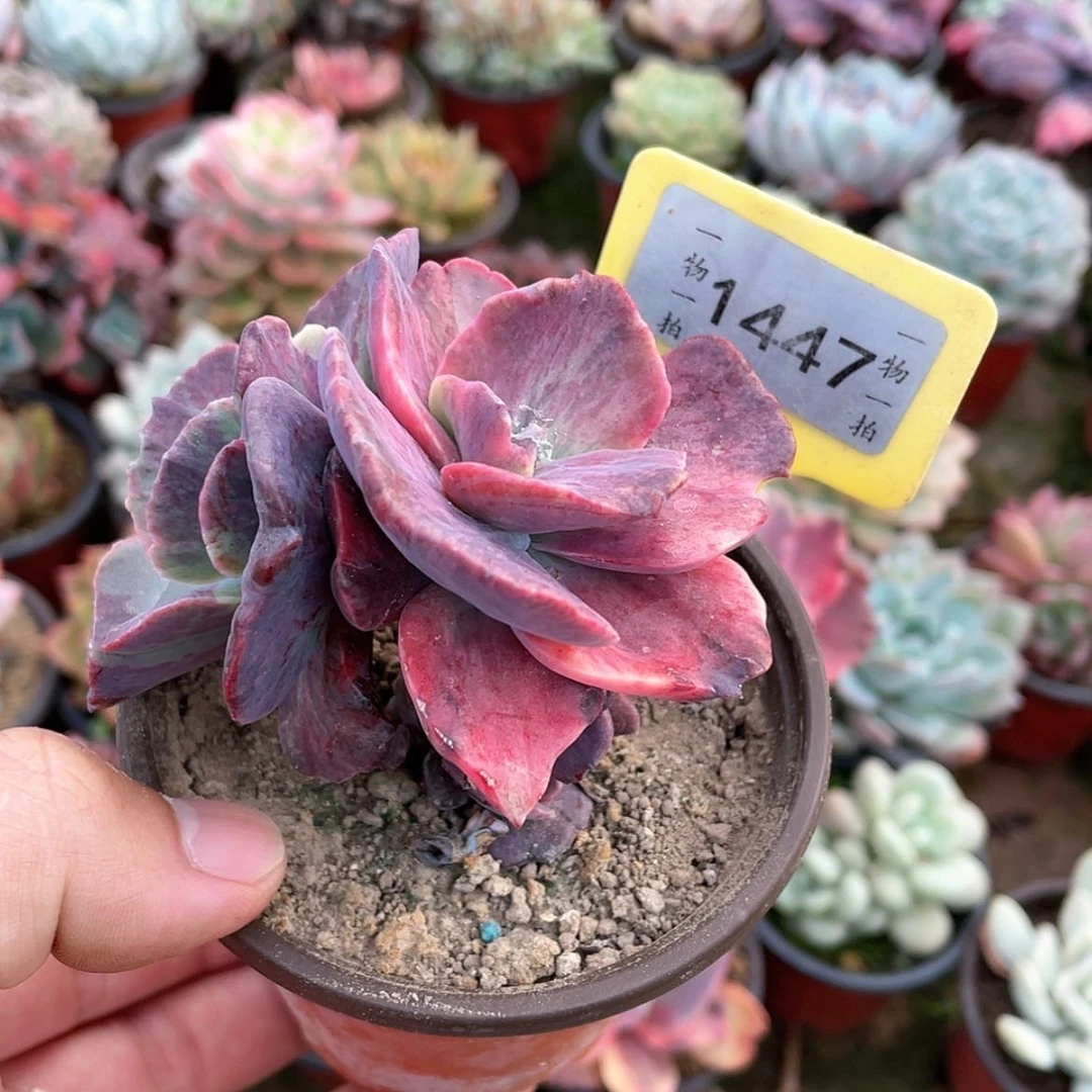 【闪购商品】大*糖1447号