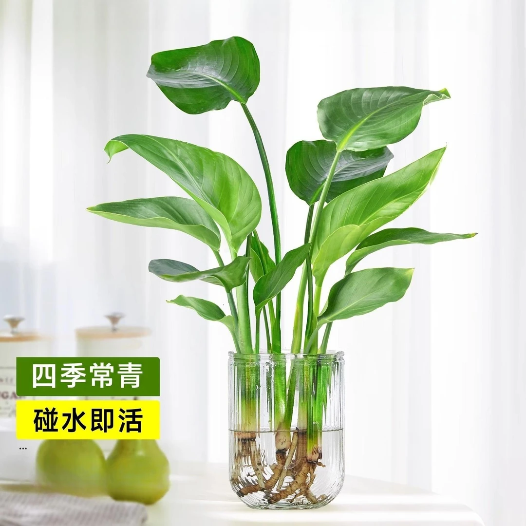 室内水培天堂鸟无土纯水培室内办公室净化空气吸甲醛四季常青绿植
