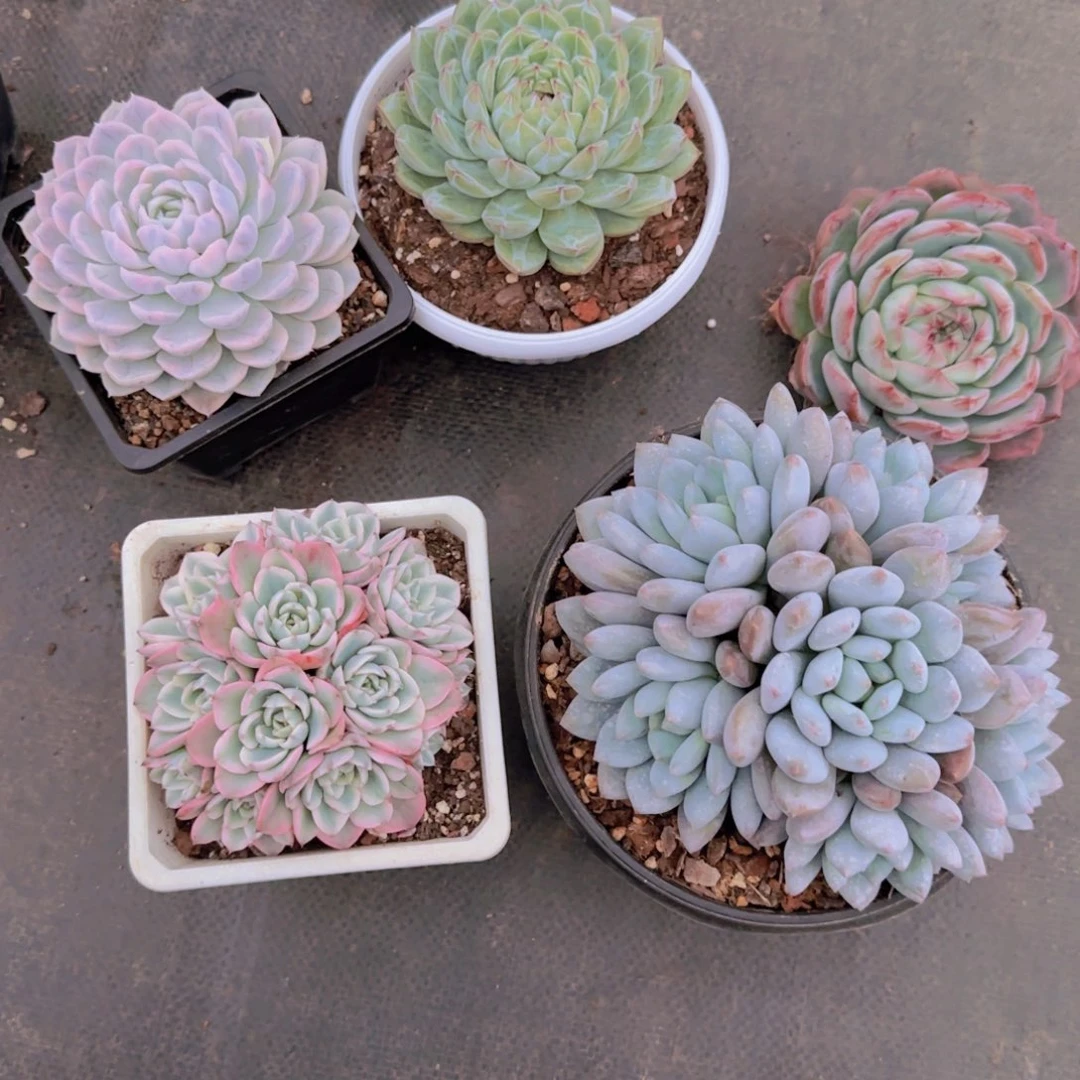 糖***子雪花珍妮 红鸾 雪球锦 奶油黄桃锦 半夏