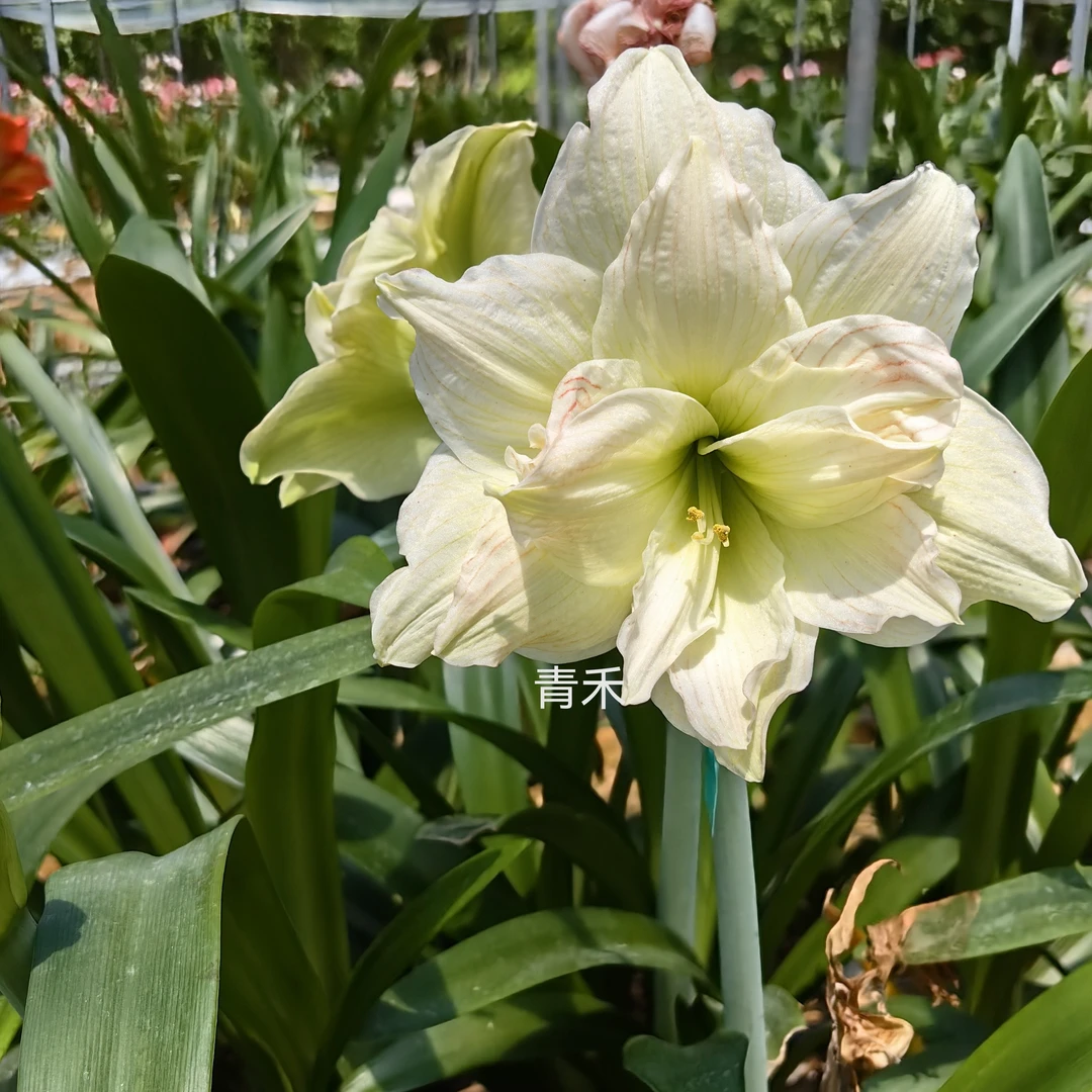 【青苹果】朱顶红包对版不包养护