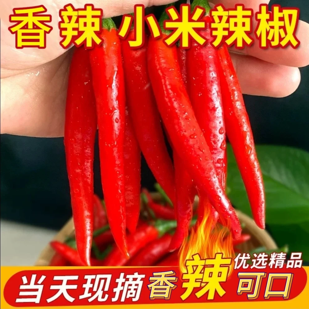 云南新鲜现摘特辣小米辣可用于餐饮调味的优质蔬菜辣椒