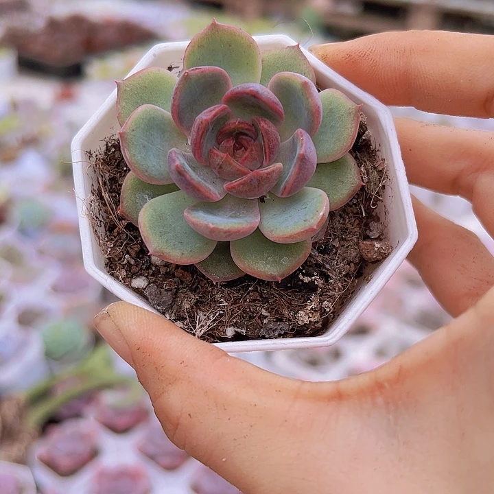 黑橙带盆19包邮多肉