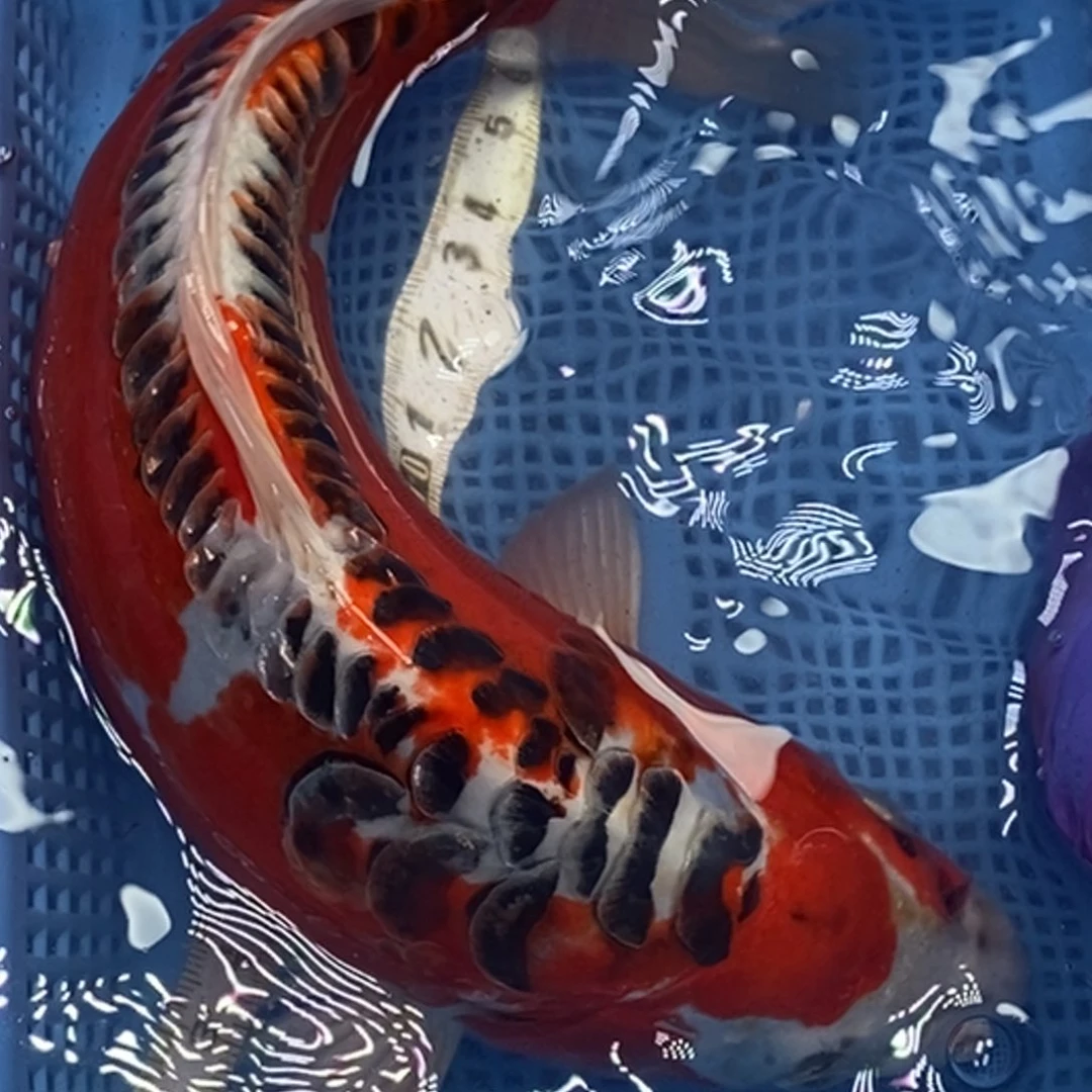 锦鲤冷水锦鲤包邮