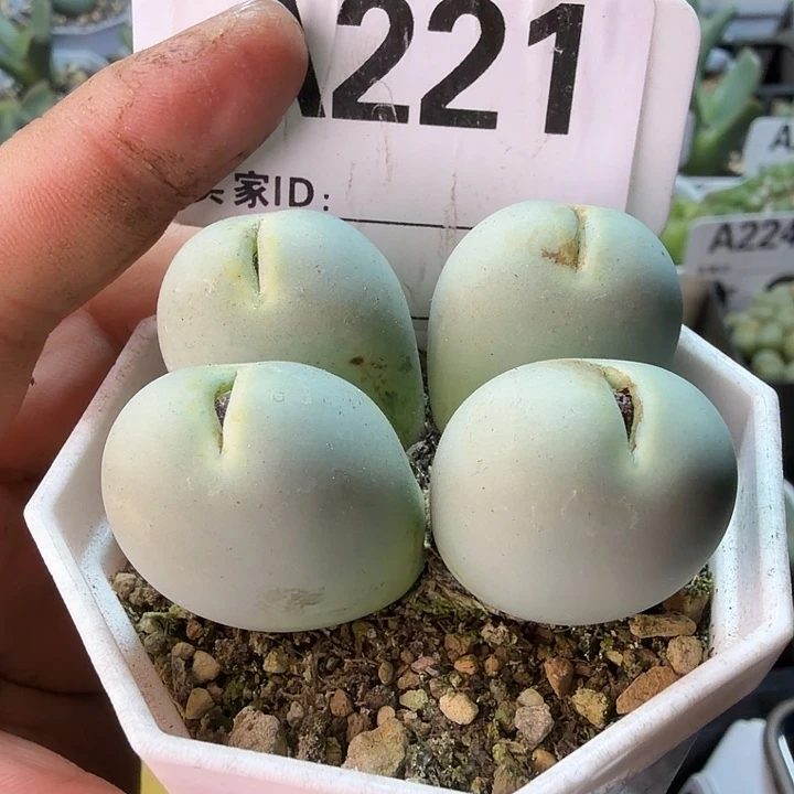 221。园艺群生鸽子蛋