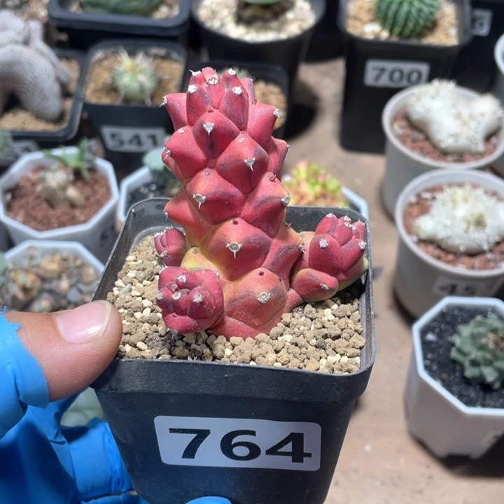 f****v764将军阁自然锦