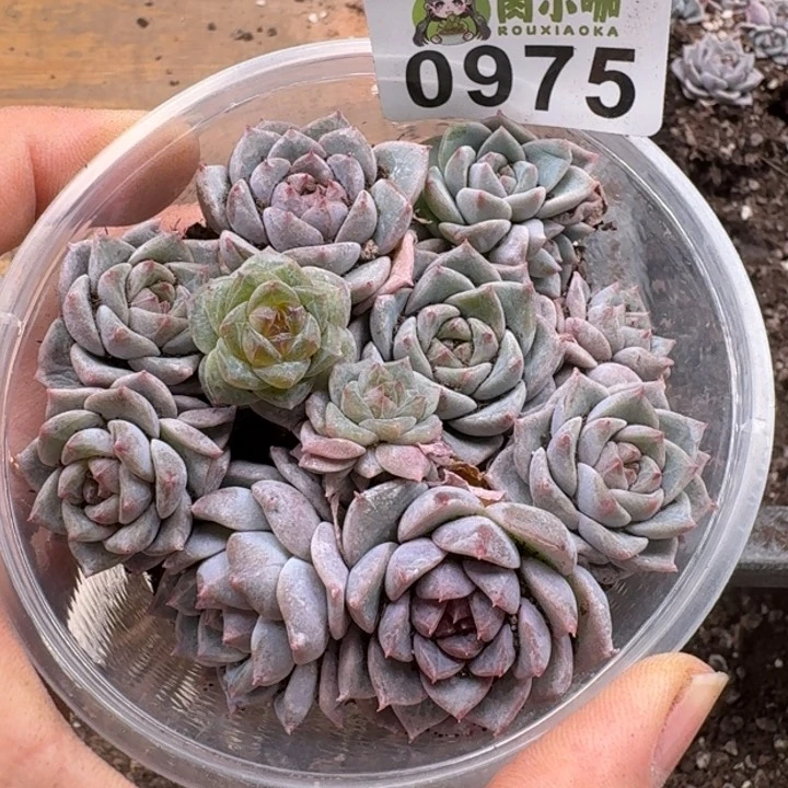 多肉植物多肉植物