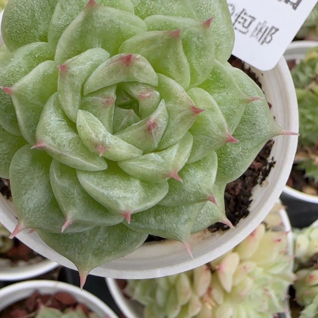 花语逸镜1025-249石化